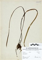 藏品(書帶蕨)的圖片